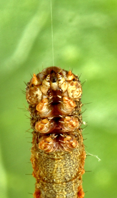 4. Inch worm. Close-up of mouth and silk.