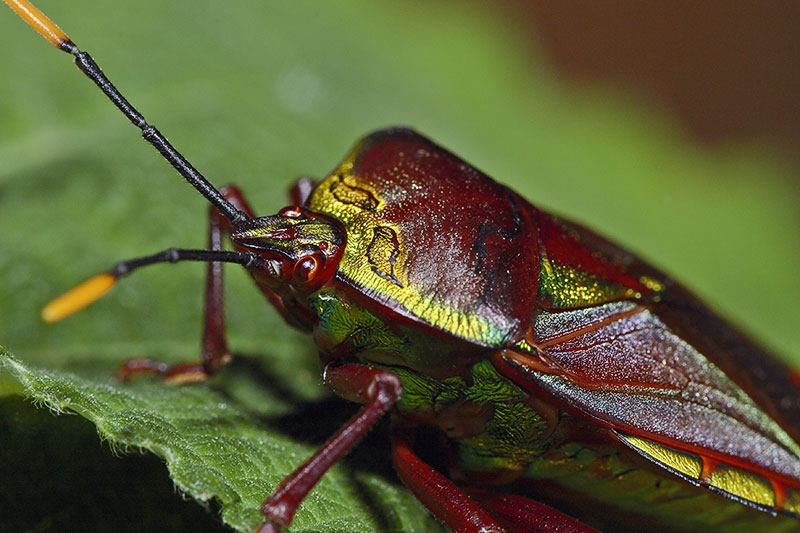 1. Colorful Hemiptera. Jishou Area, Hunan, China