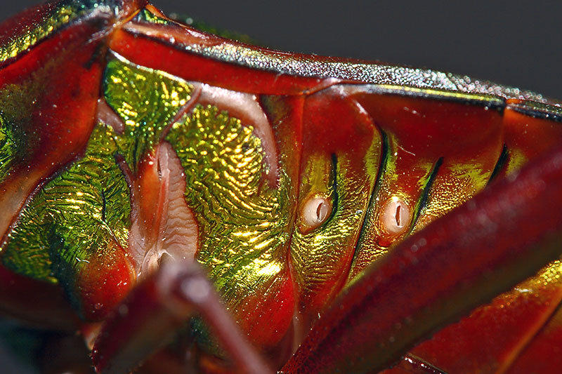 4. Breathing tubes. Hemiptera.
