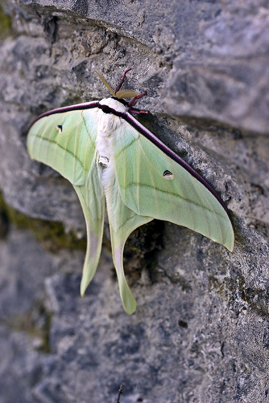 Luna moth, Lepidoptera.