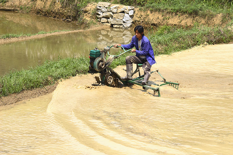 Final preparation of a rice field before planting.