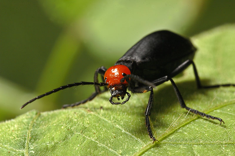 Redheaded, Coleoptera.