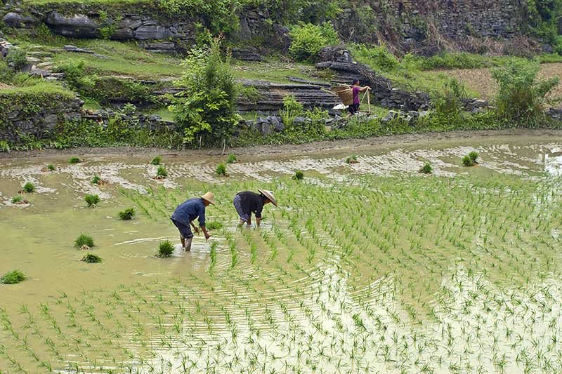 Planting rice.