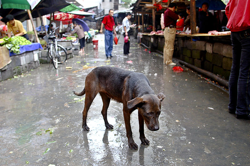 Rainy day dog.