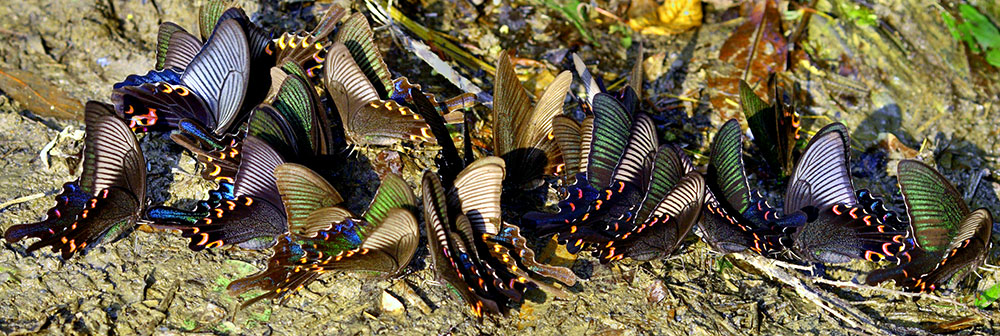 Butterflies in the canyon near Gao Shan.