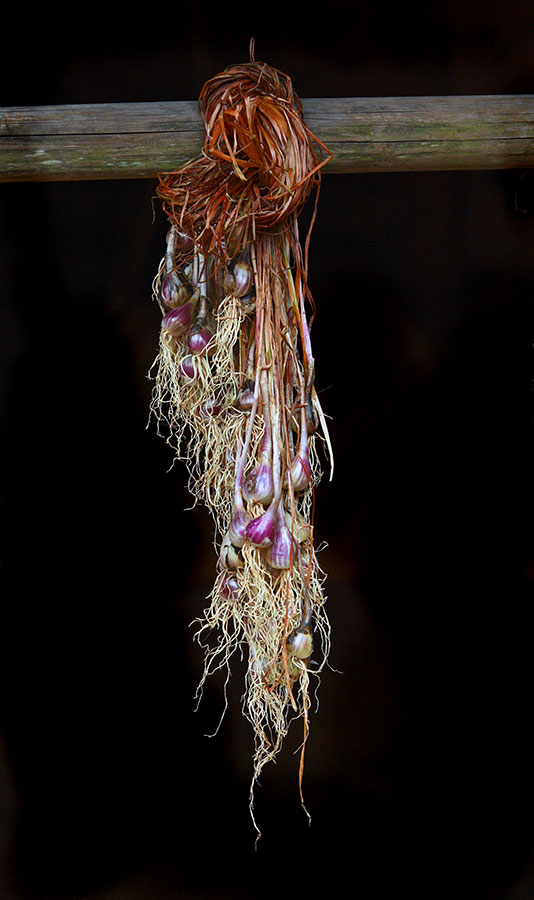 Hanging garlic.