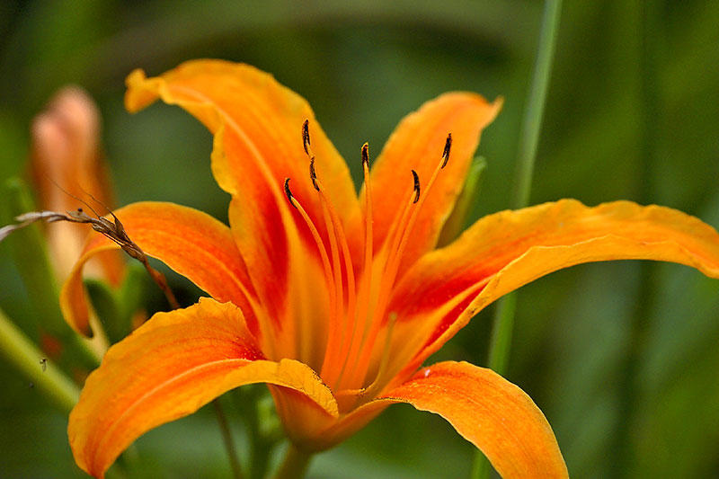 Orange lily. Liliaceae
