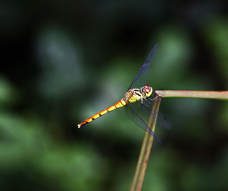 Dragonfly.