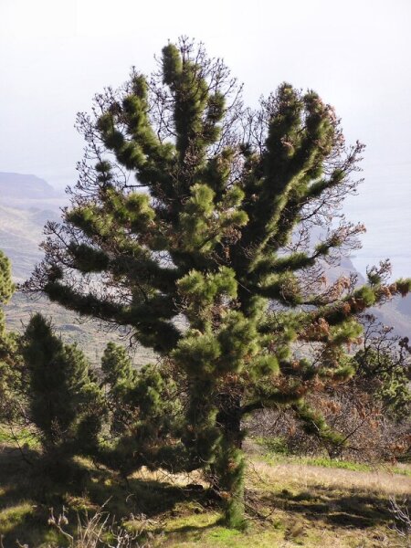 El Julan, a pinetree that survived a fire