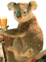 Koala came down from the tree top for a few brews as well