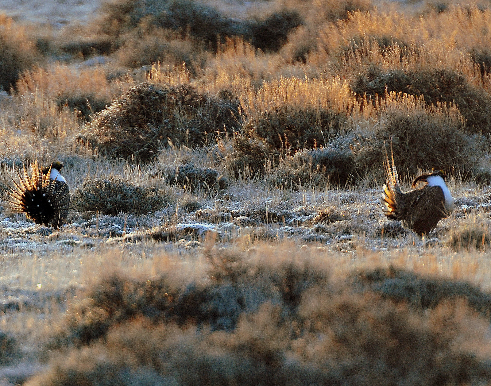 Sage Grouse, Gunnison