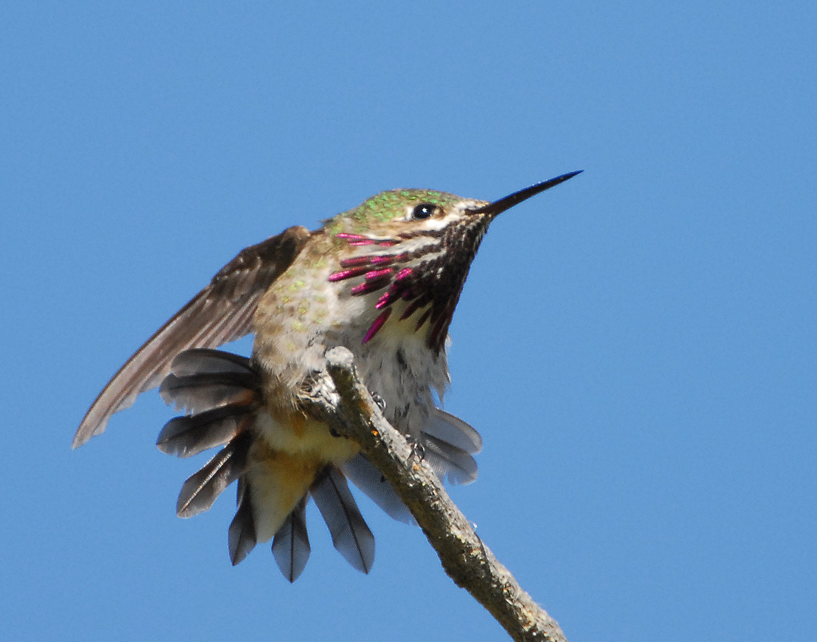 Hummingbird, Caliope