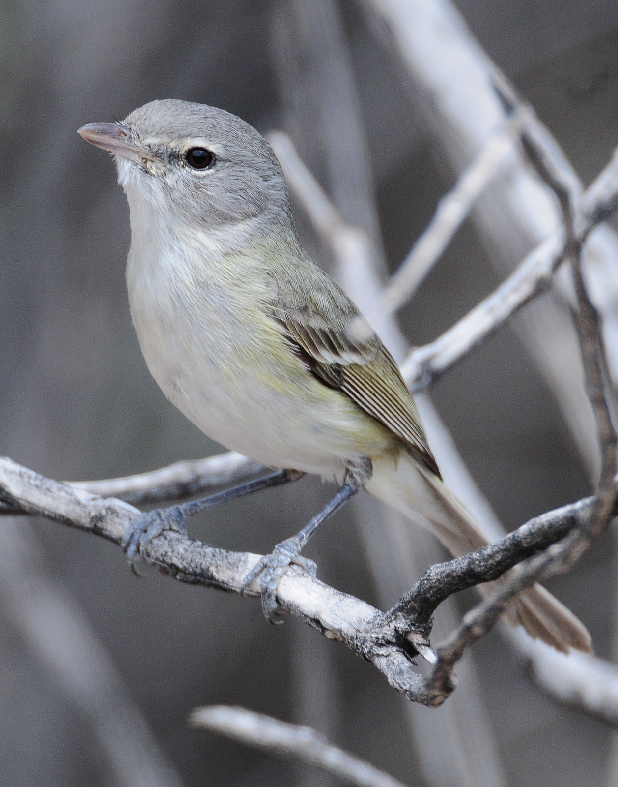 Vireo, Bells