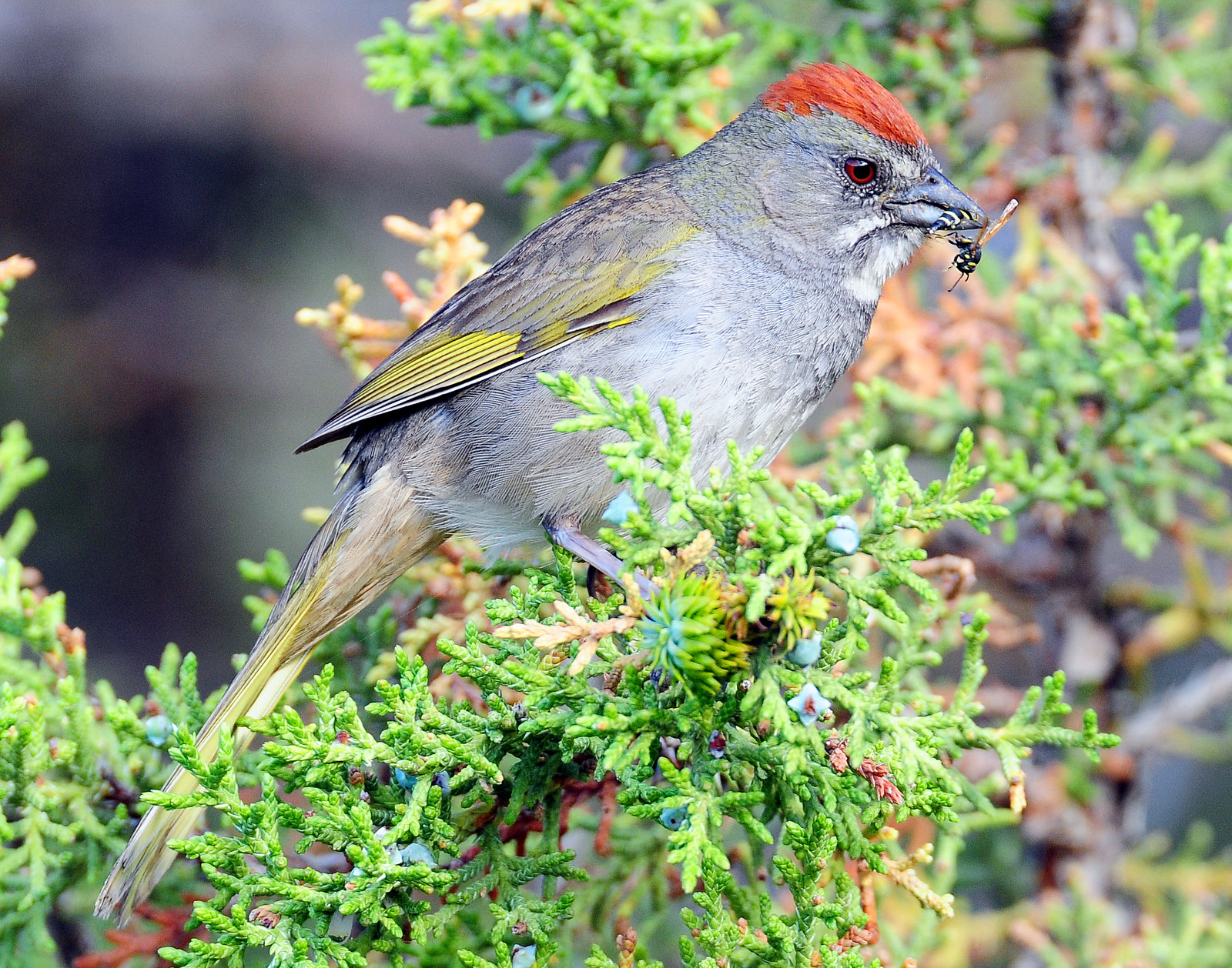 Towhee, Green-tailed