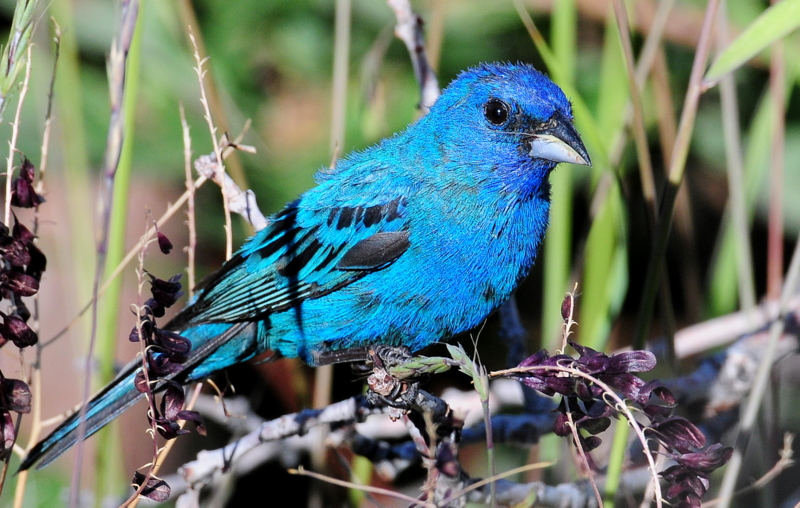 Bunting, Indigo