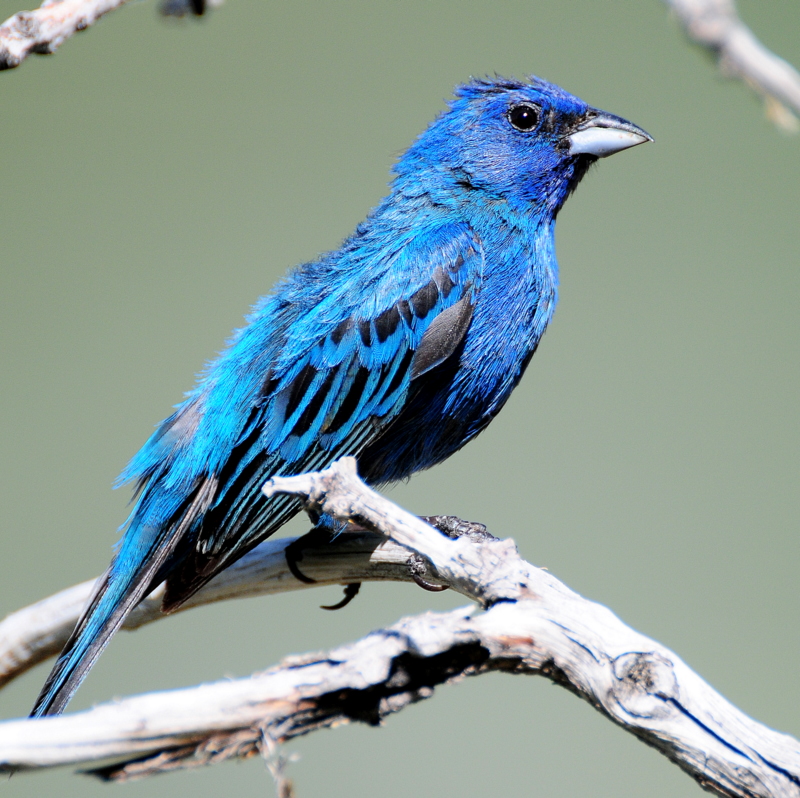 Bunting, Indigo
