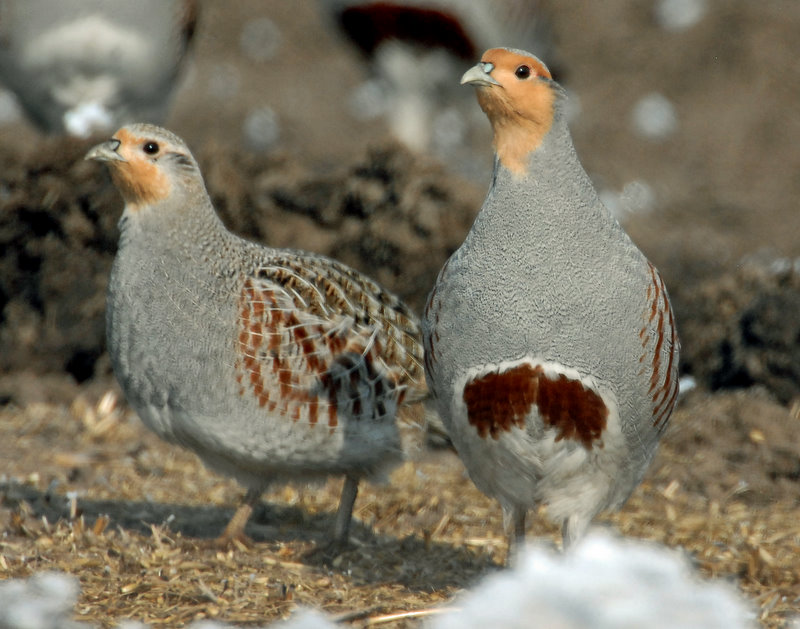 Partridge, Gray