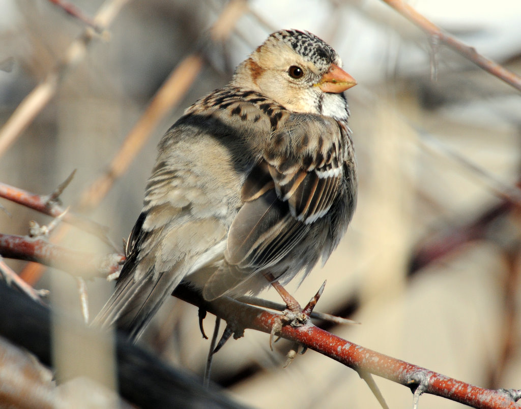 Sparrow, Harris