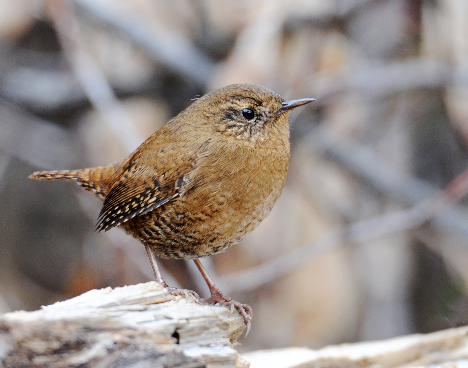 Wren, Pacific