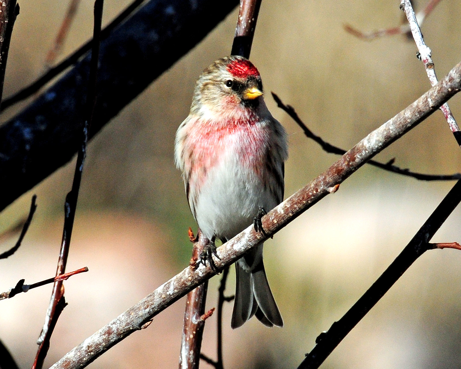 Redpoll, Common (Croydon, Morgan county)