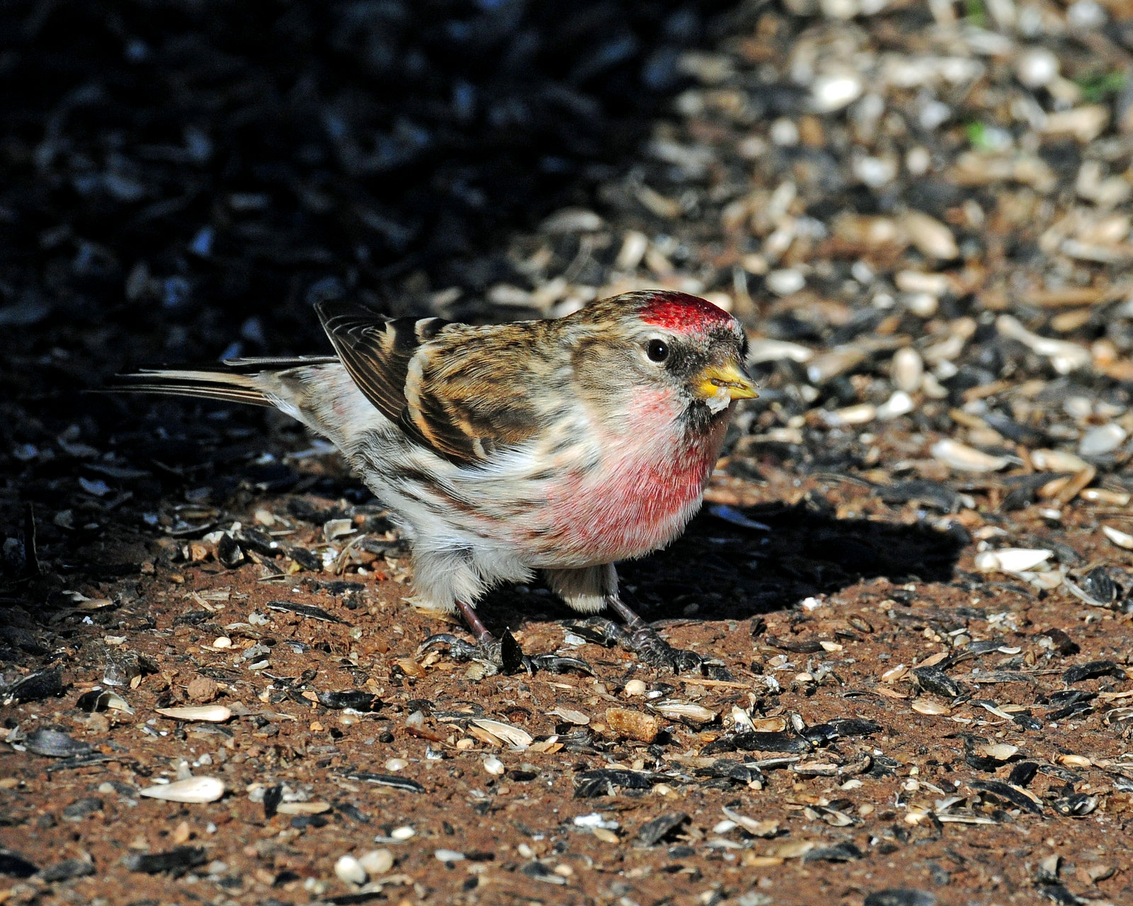 Redpoll, Common (Croydon, Morgan county)