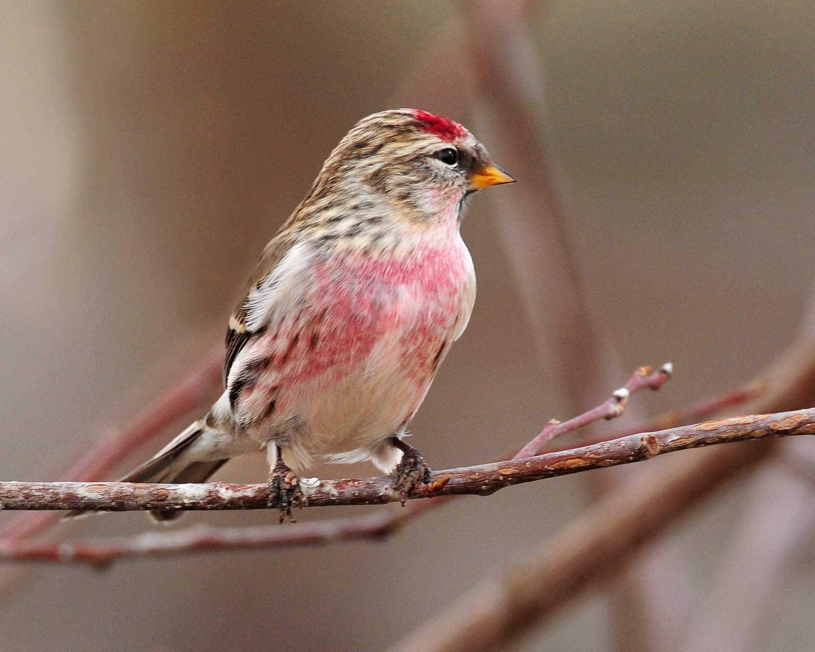 Redpoll, Common (Croydon, Morgan county)