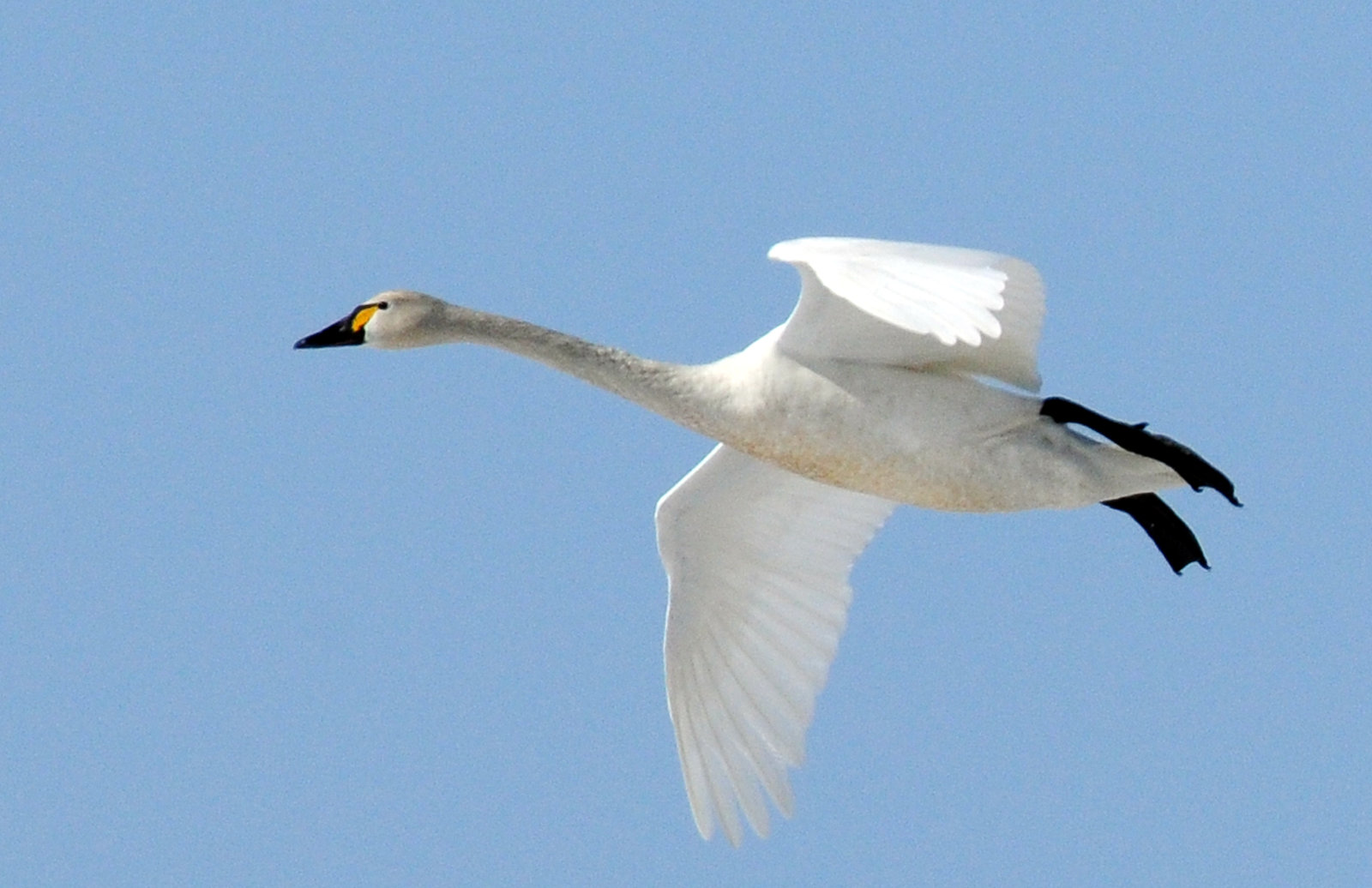 Swan Tundra D-054.jpg