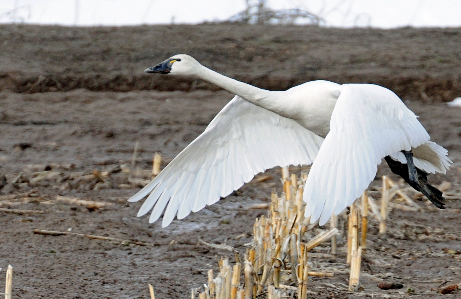 Swan Tundra D-094.jpg