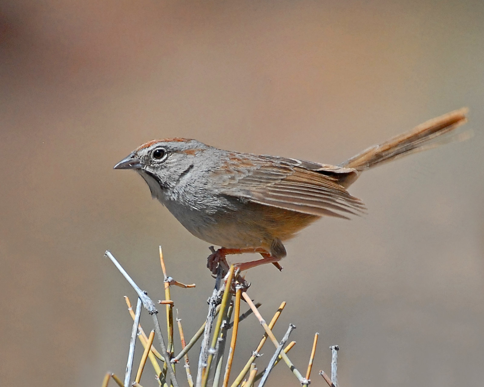 Sparrows, Rufous-crowned