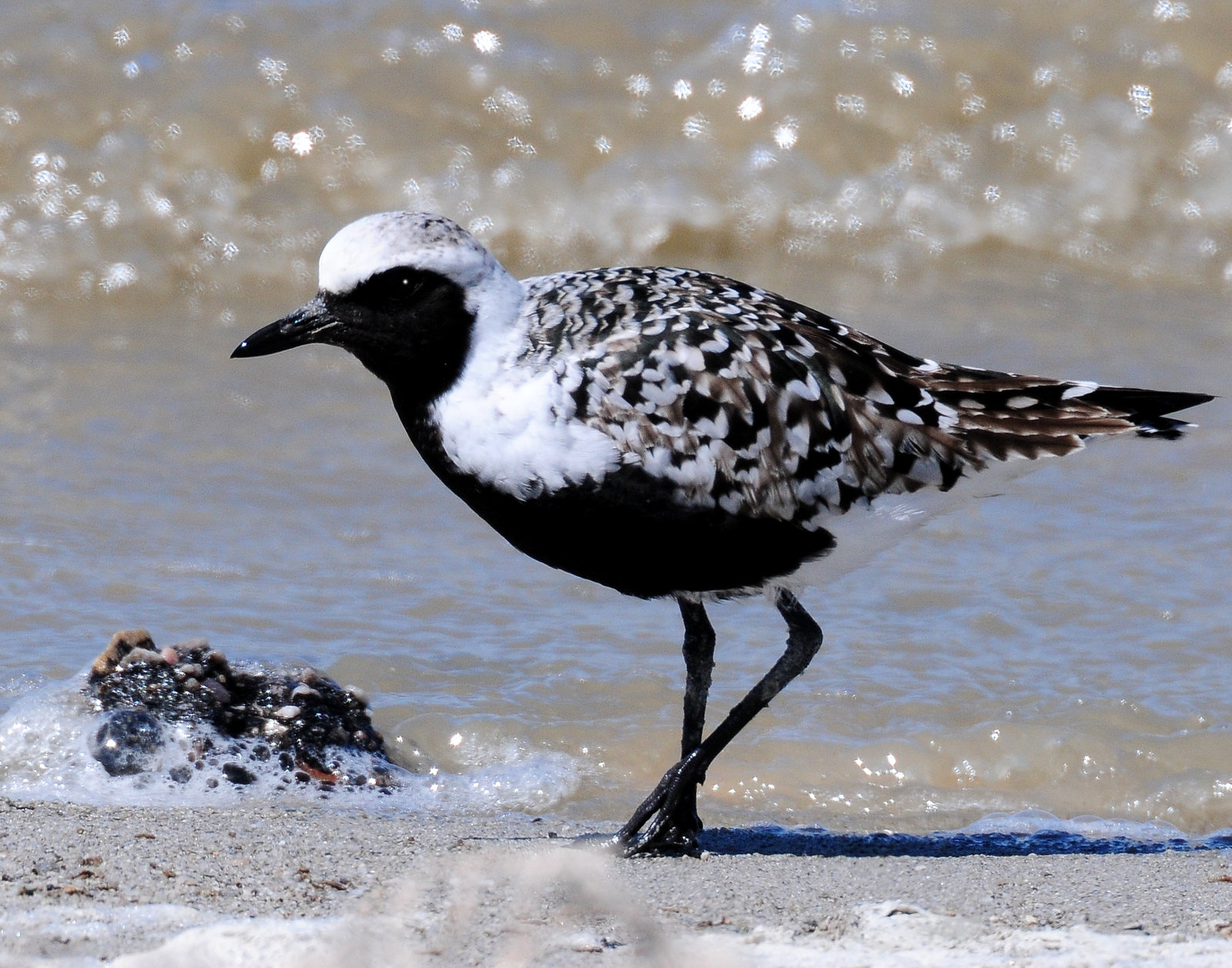 Plover, Black-bellied