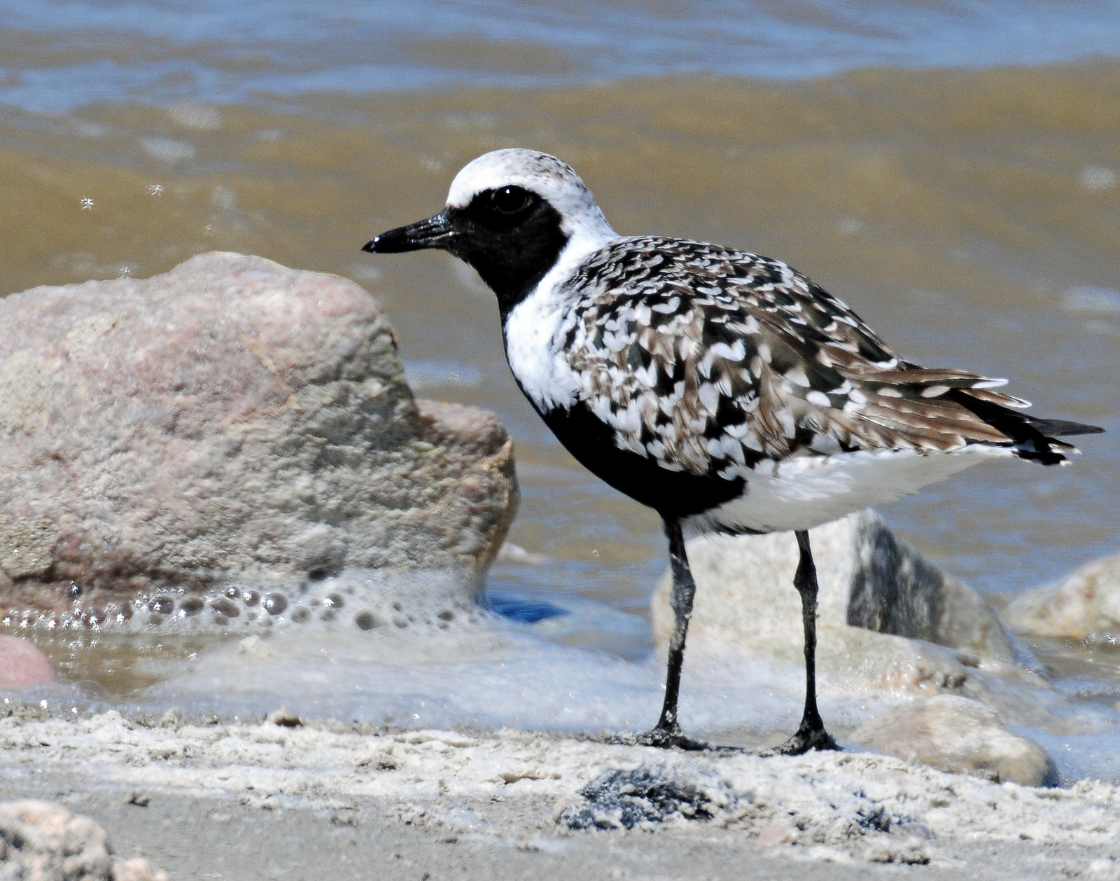 Plover, Black-bellied