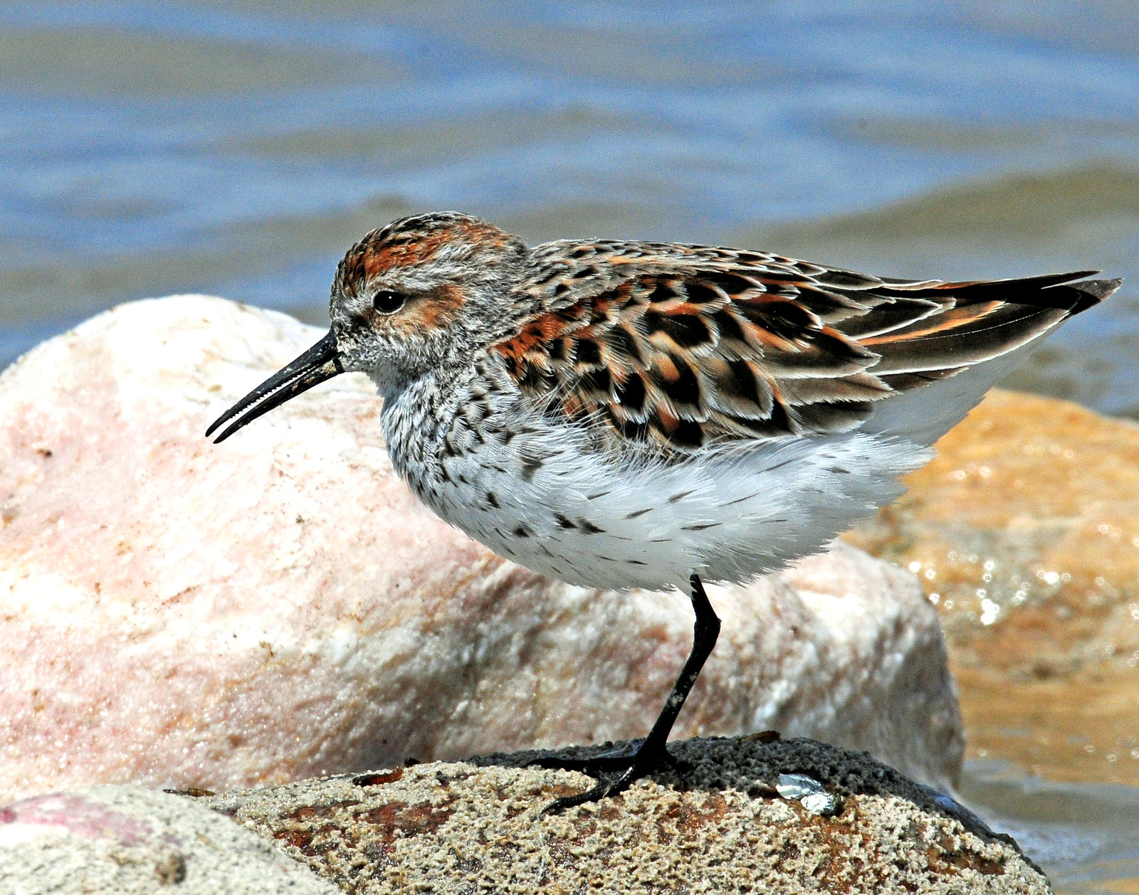 Sandpipers, Western