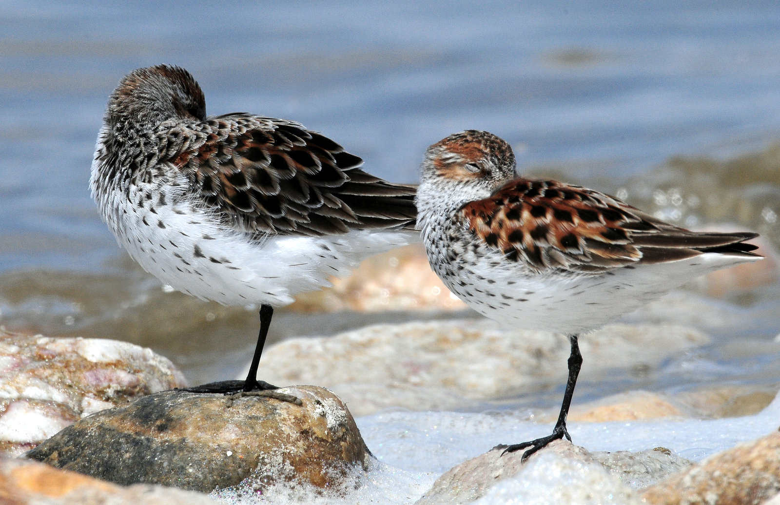 Sandpipers, Western