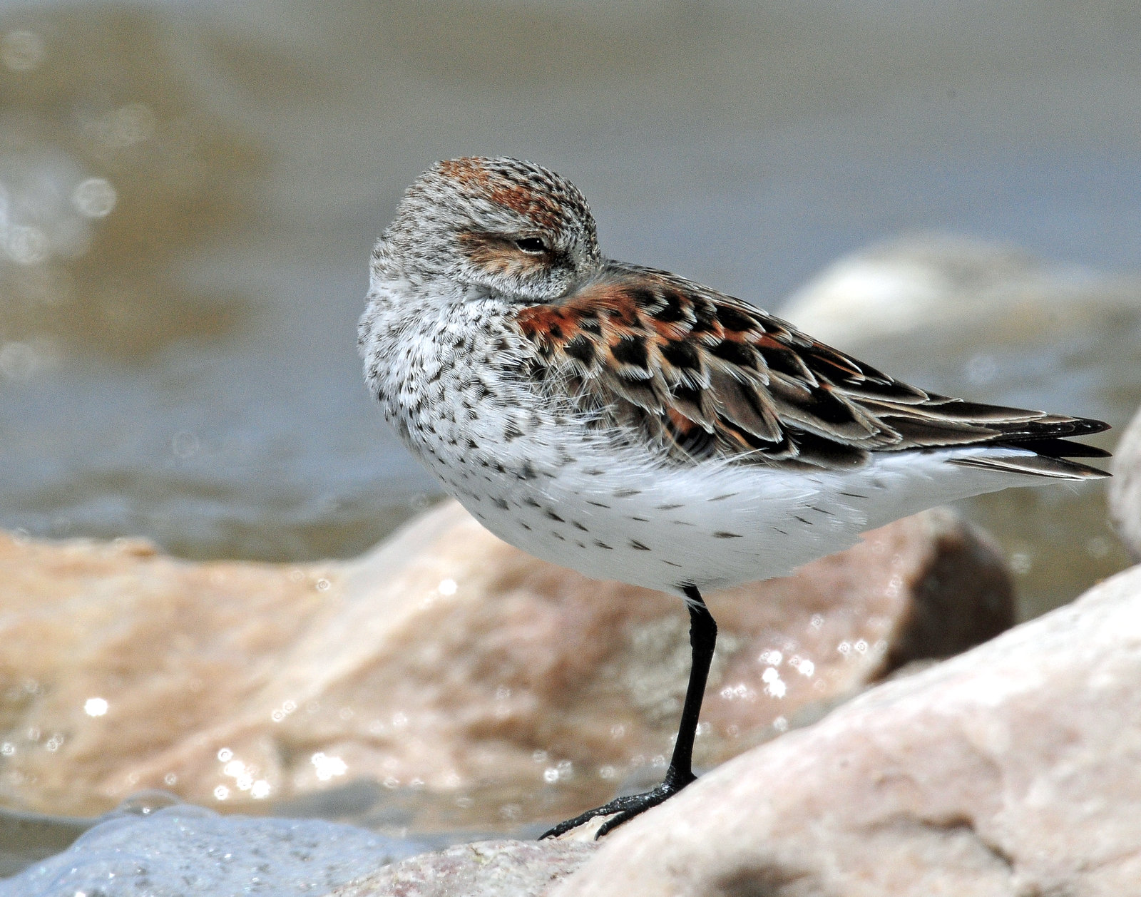 Sandpipers, Western