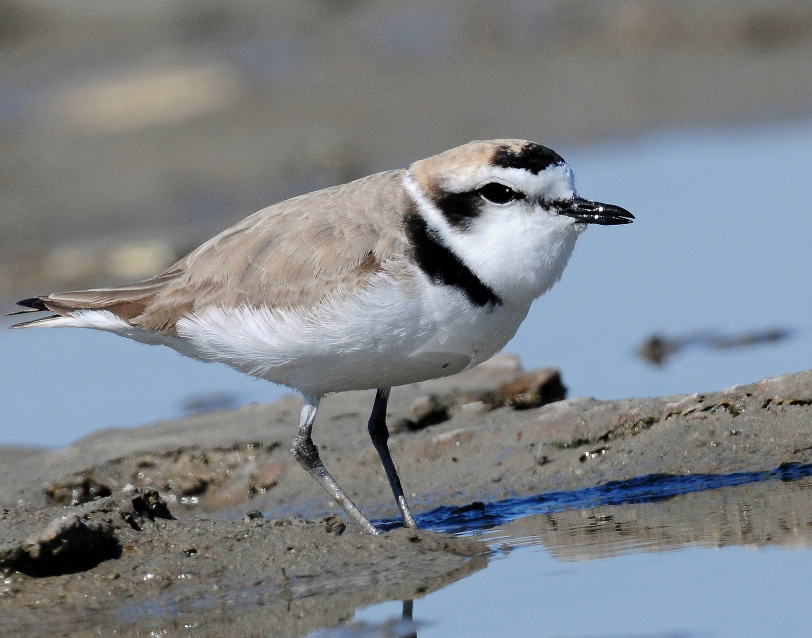 Plovers Snowy