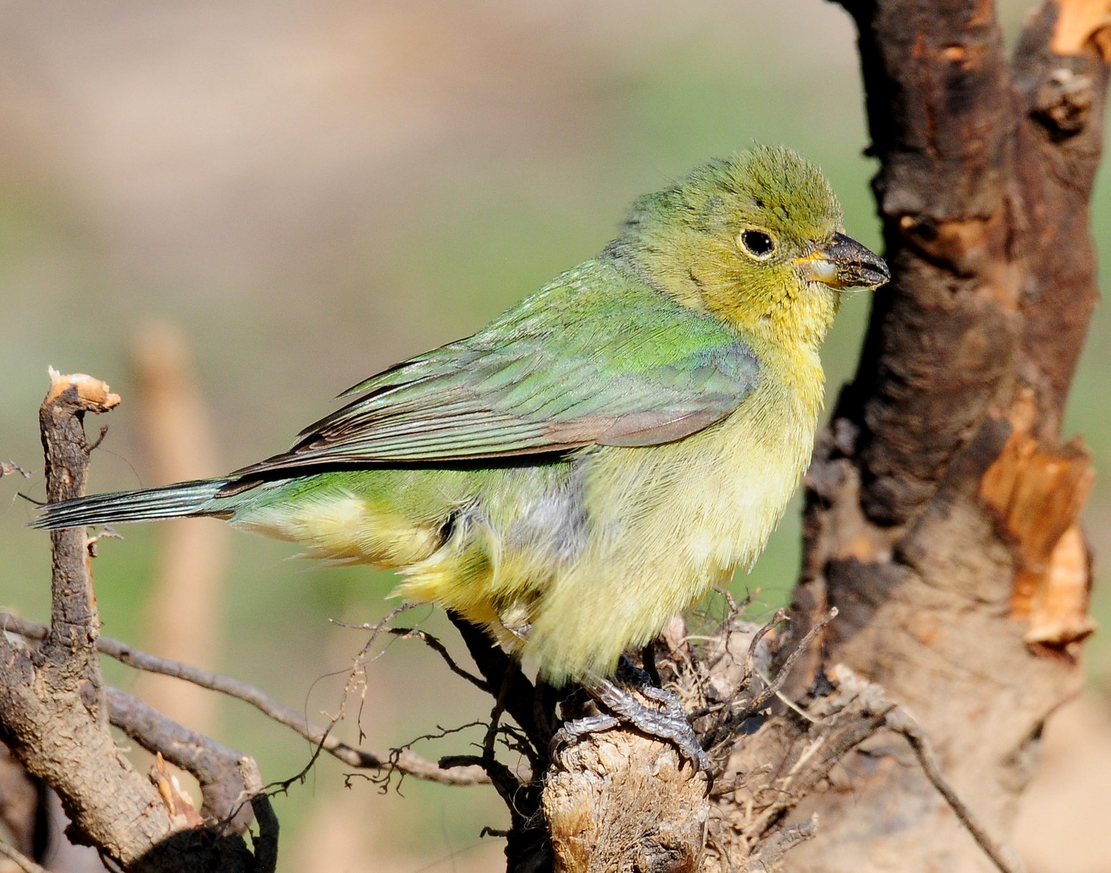 Bunting, Painted (Female, or 1st year male)