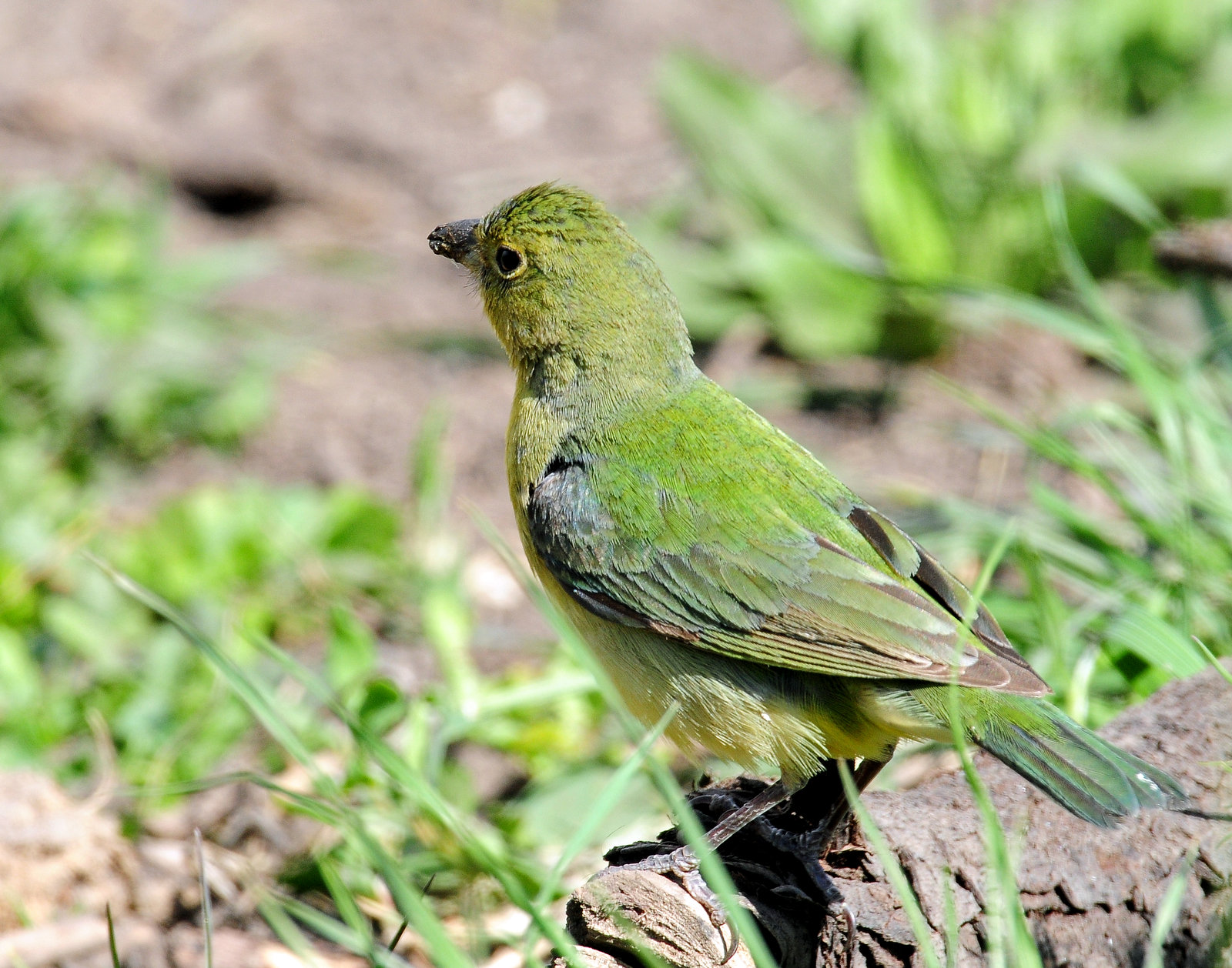 Bunting, Painted (Female, or 1st year male)