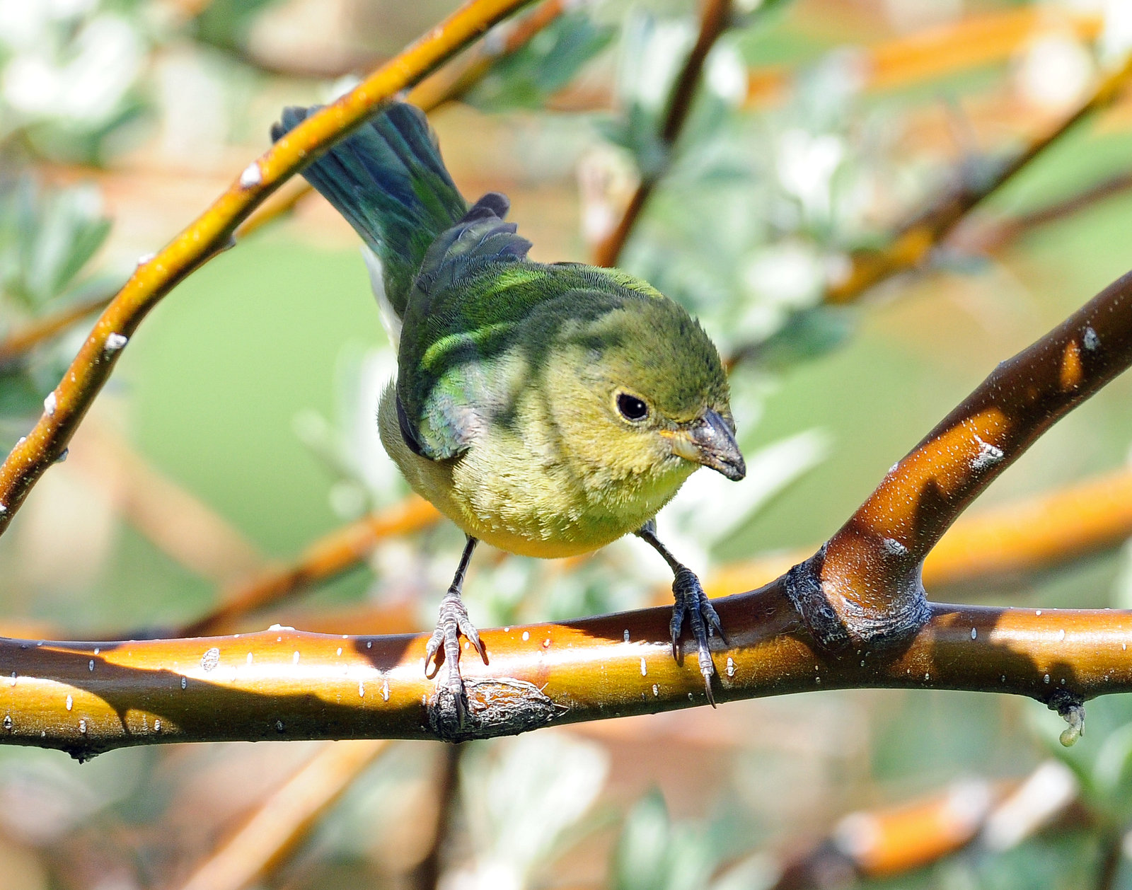 Bunting, Painted (Female, or 1st year male)