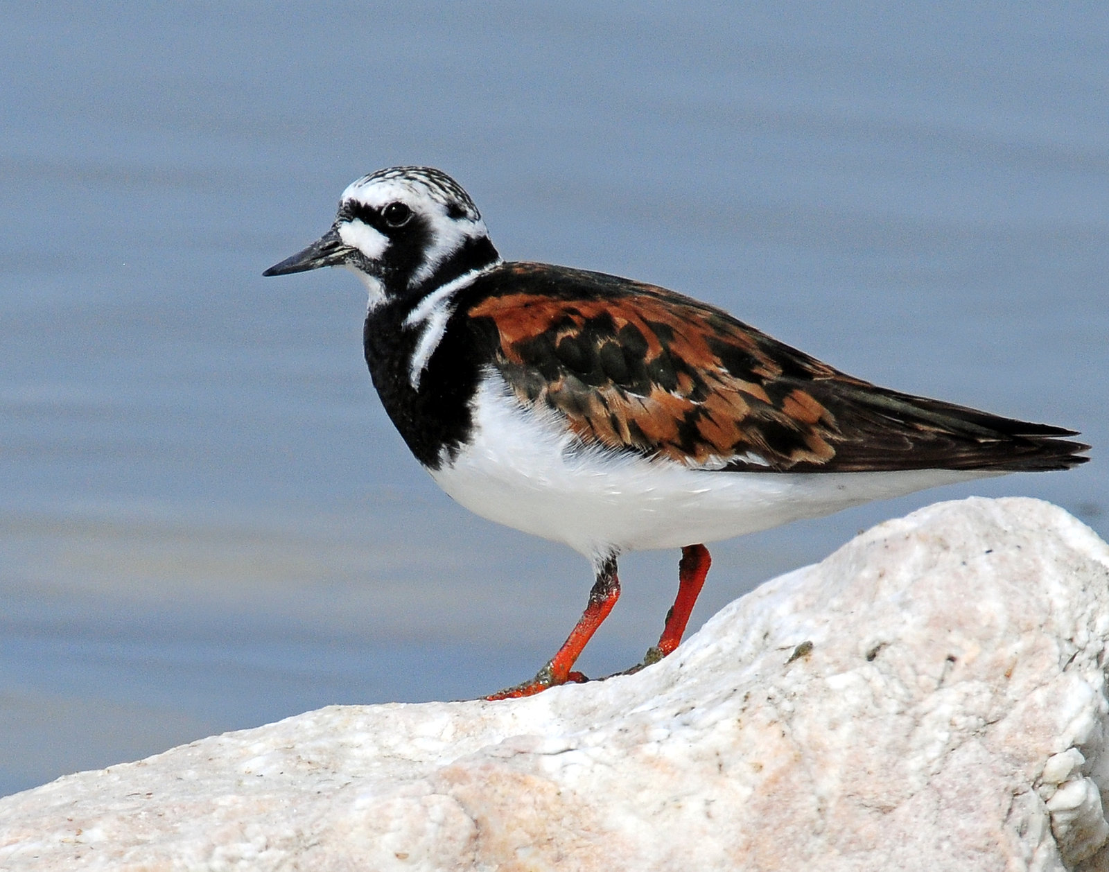 Turnstone, Ruddy