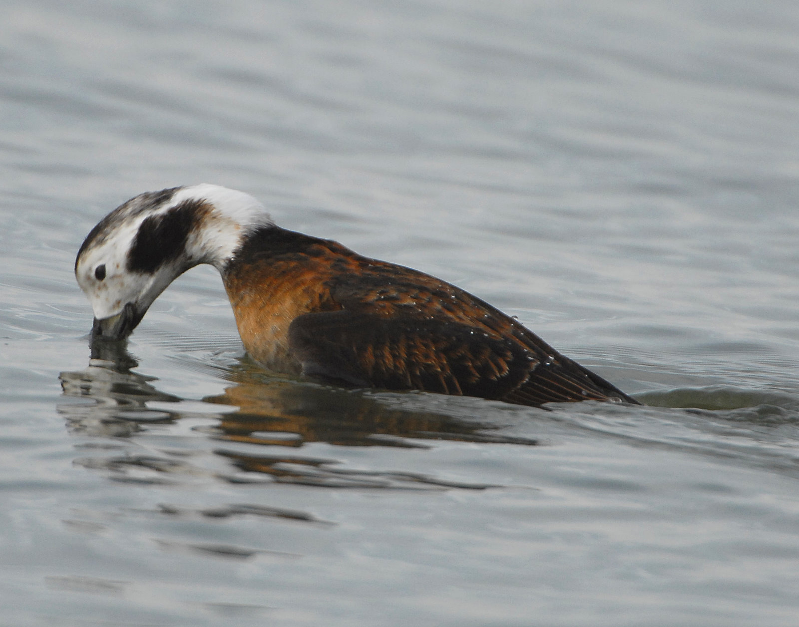 Duck Long-tailed D-020.jpg