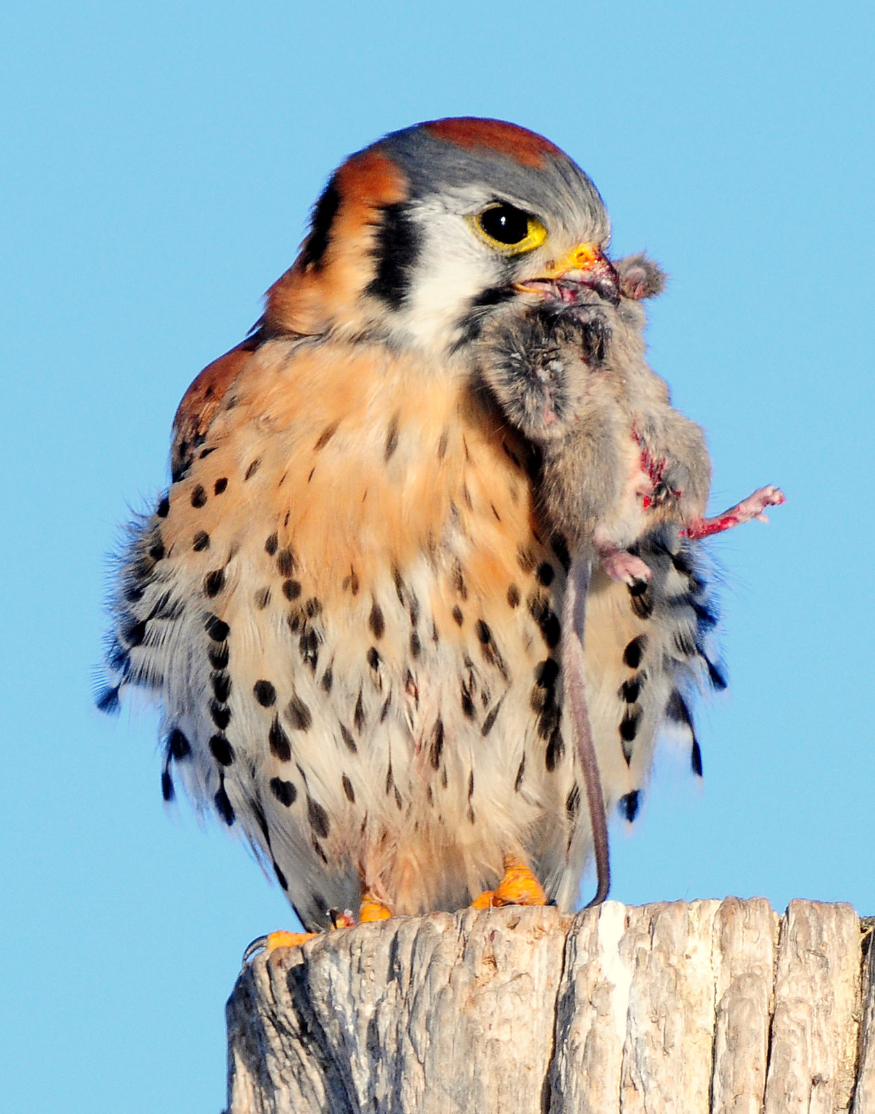 Kestrel American D-047.jpg