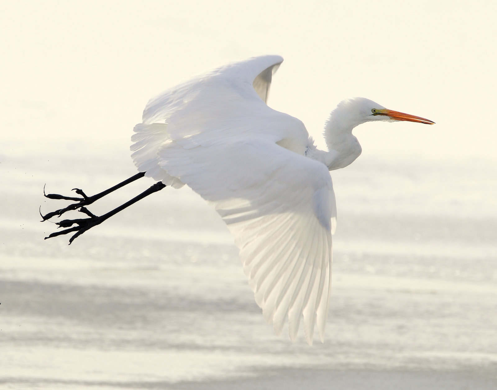 Egret Great D-046.jpg