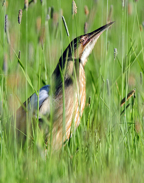 Bittern American D-017.jpg