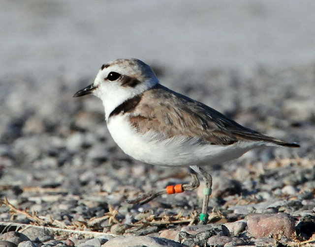 Plover, Snowy