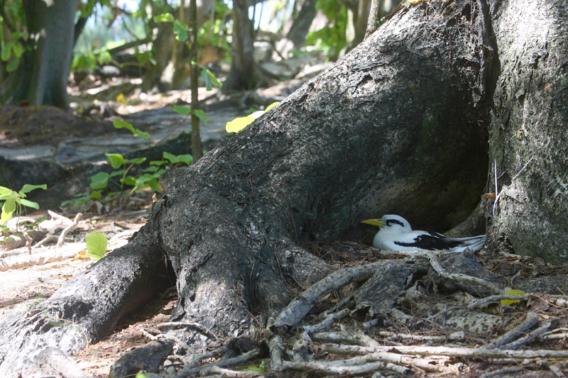 White-tailed Tropicbird adult OZ9W8666