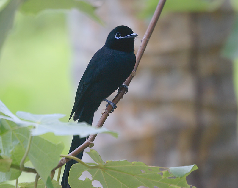 Seychelles Paradise Flycatcher male, La Dique