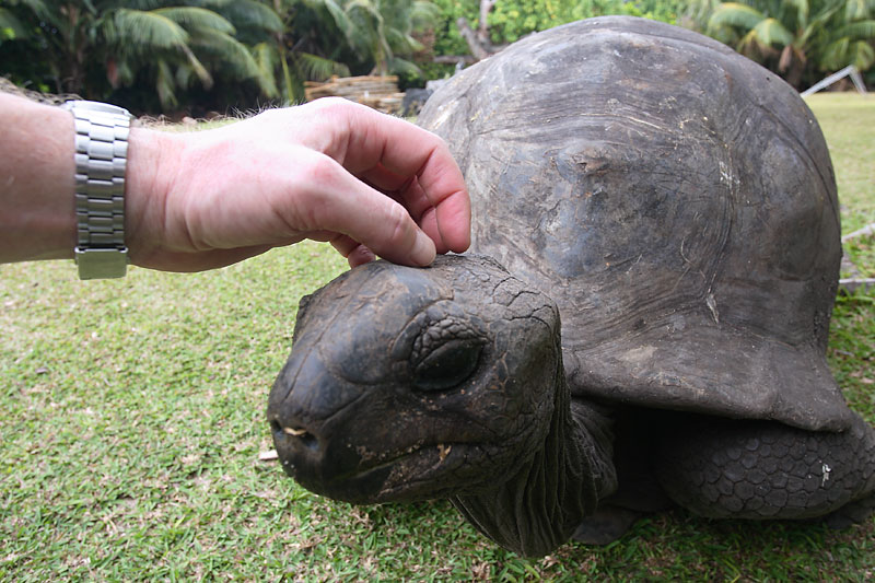 Curieuse Island Aldabra Giant Tortoise
