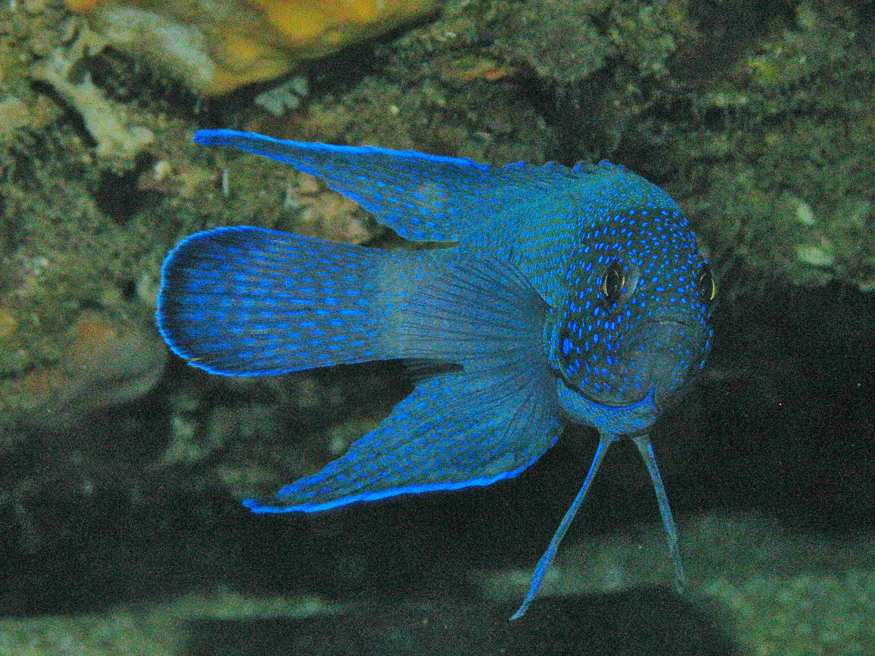 Blue Devil Fish
