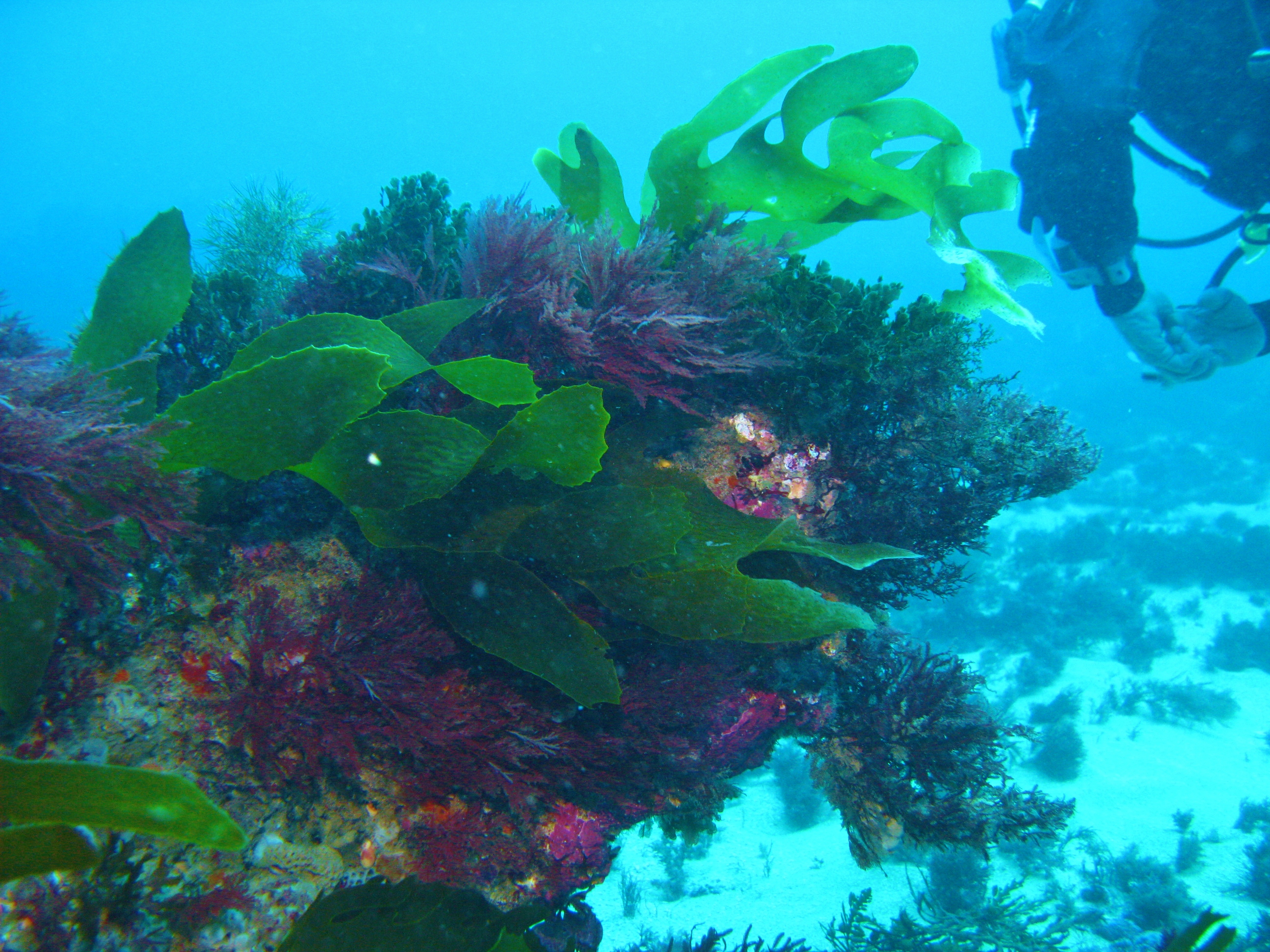 Castle Rock soft coral and weed