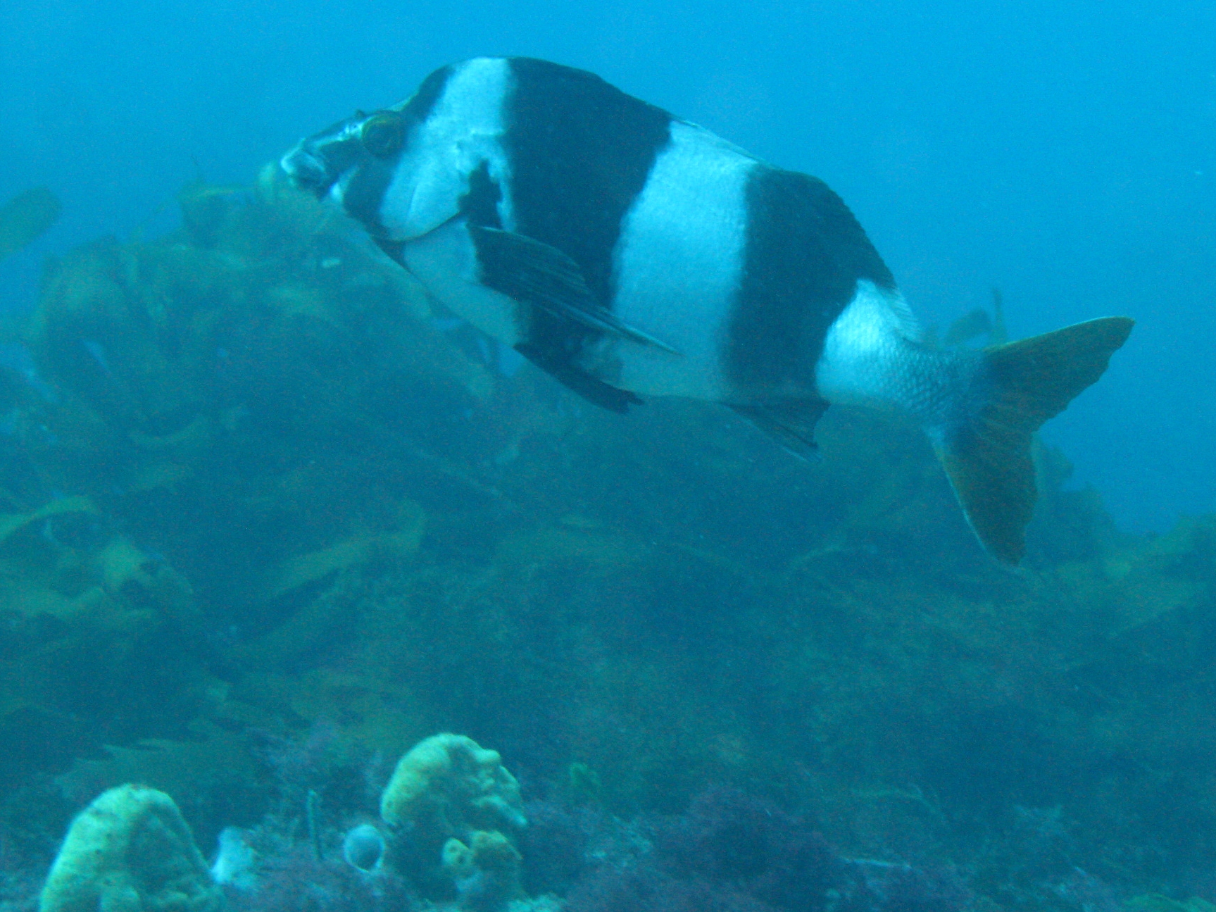 Castle Rock and Reef 93 - Bass Strait - Melbourne